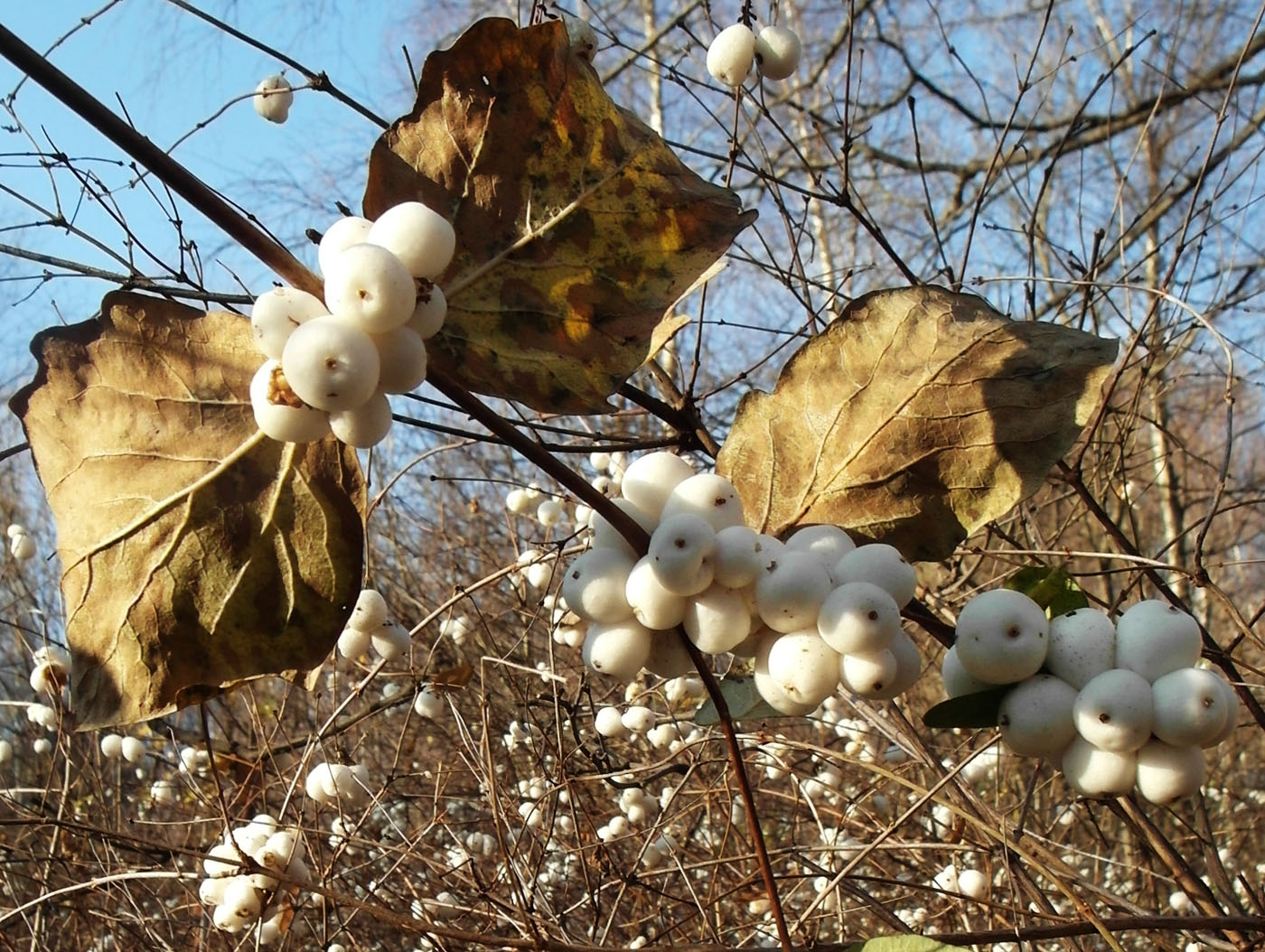 Image of Symphoricarpos albus var. laevigatus specimen.