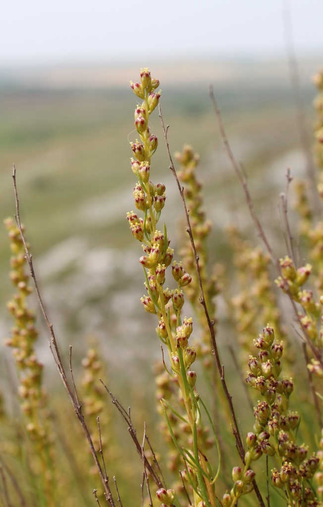 Изображение особи Artemisia salsoloides.