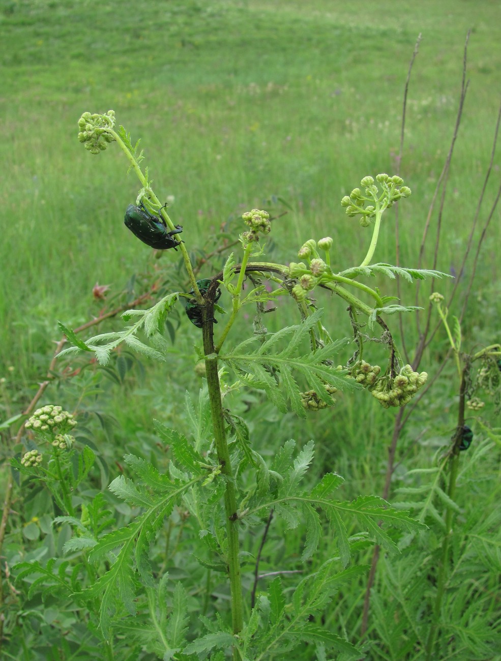 Image of Tanacetum vulgare specimen.