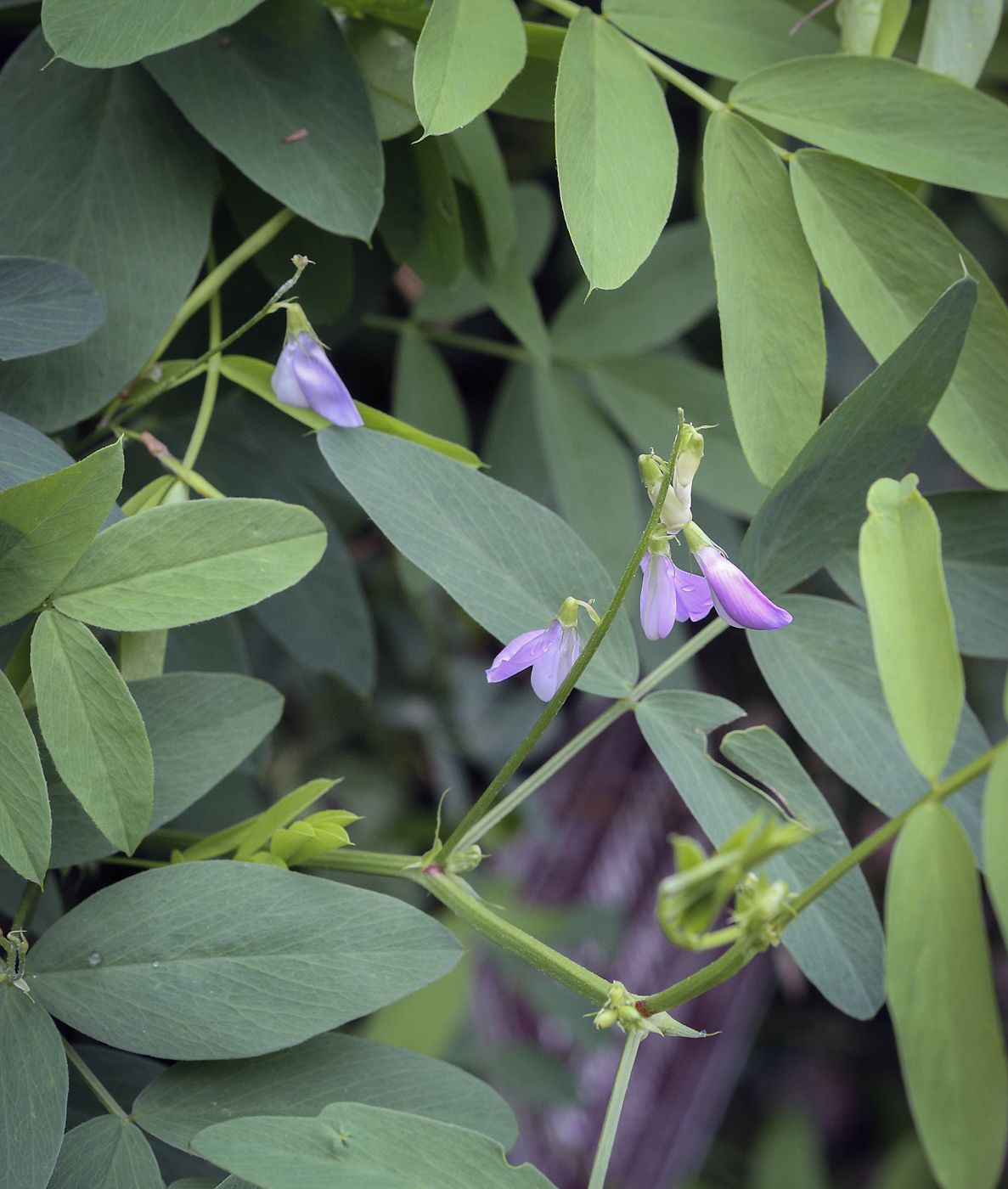 Image of Galega officinalis specimen.