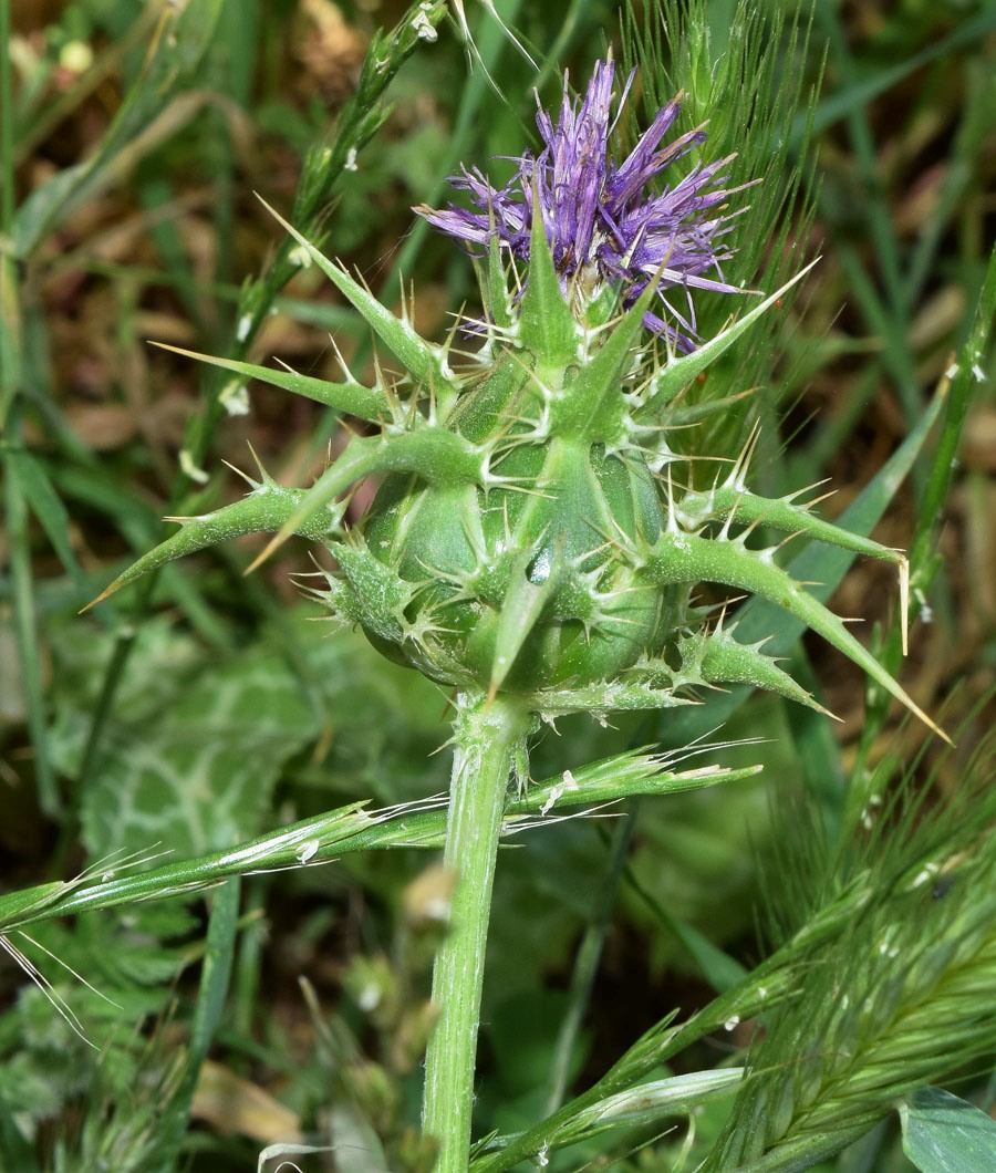 Image of Silybum marianum specimen.