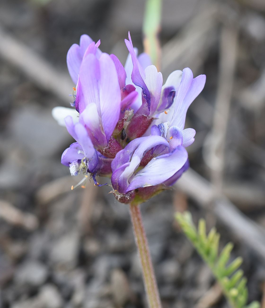 Изображение особи род Astragalus.