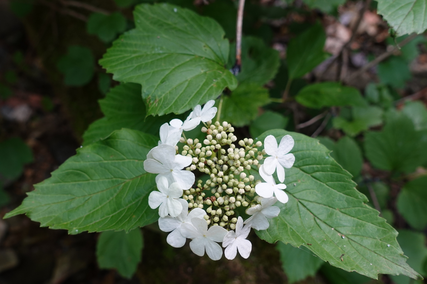 Image of Viburnum sargentii specimen.