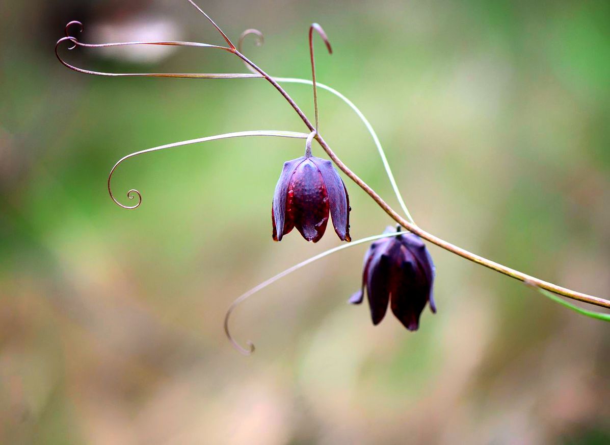 Изображение особи Fritillaria ruthenica.