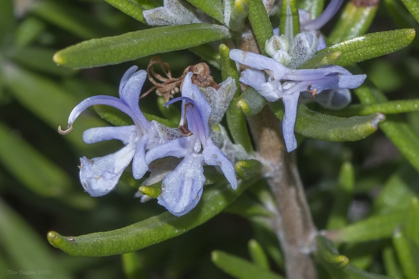 Изображение особи Rosmarinus officinalis.