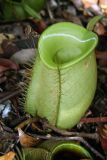 Nepenthes ampullaria. Ловчий кувшинчик. Малайзия, штат Саравак, национальный парк \"Бако\". 30.04.2008.