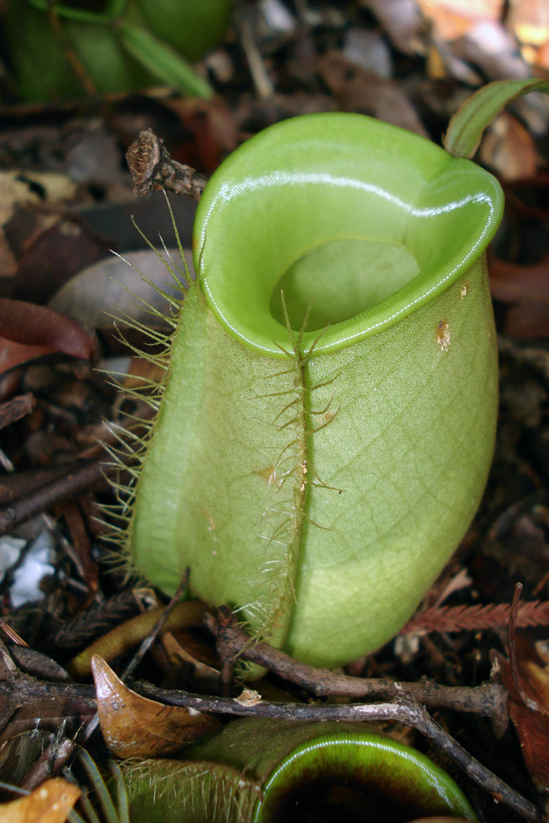 Image of Nepenthes ampullaria specimen.