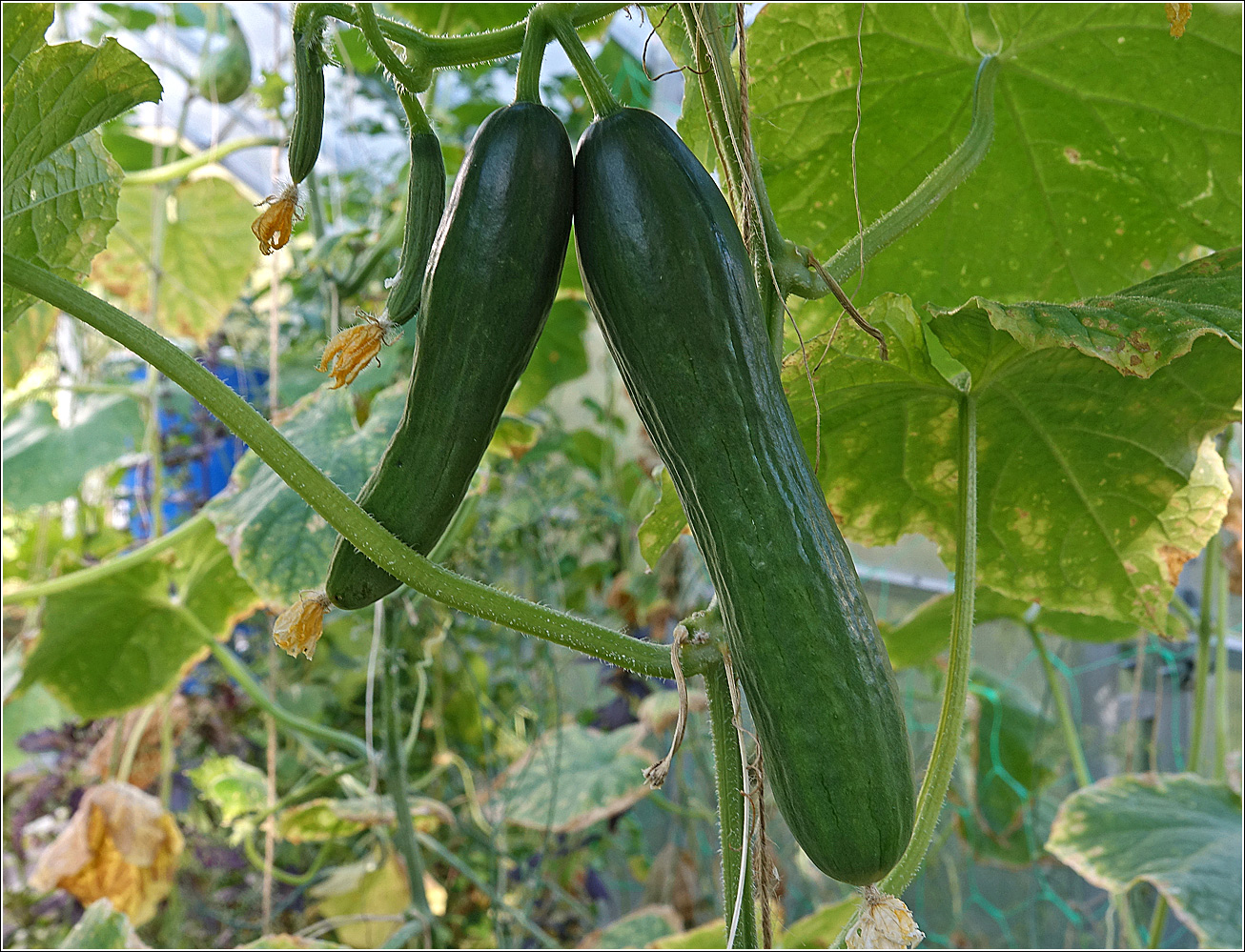 Изображение особи Cucumis sativus.