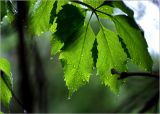 Parthenocissus quinquefolia