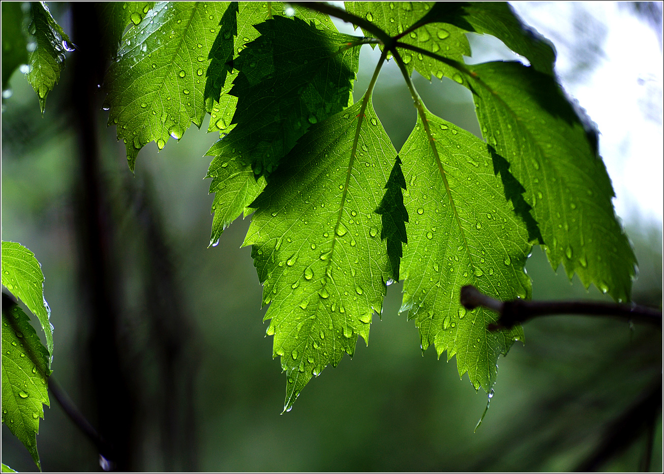 Image of Parthenocissus quinquefolia specimen.