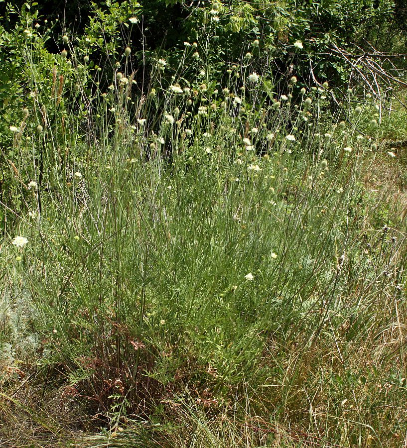 Изображение особи Scabiosa ochroleuca.