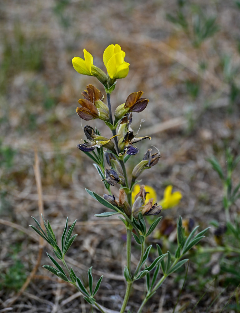 Image of Thermopsis lanceolata specimen.