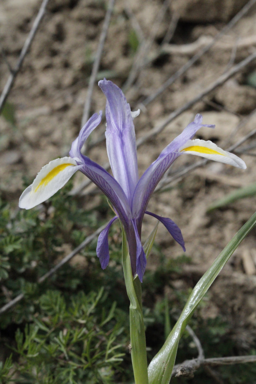 Image of Juno vicaria specimen.