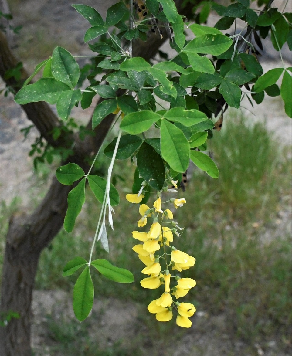 Image of Laburnum anagyroides specimen.