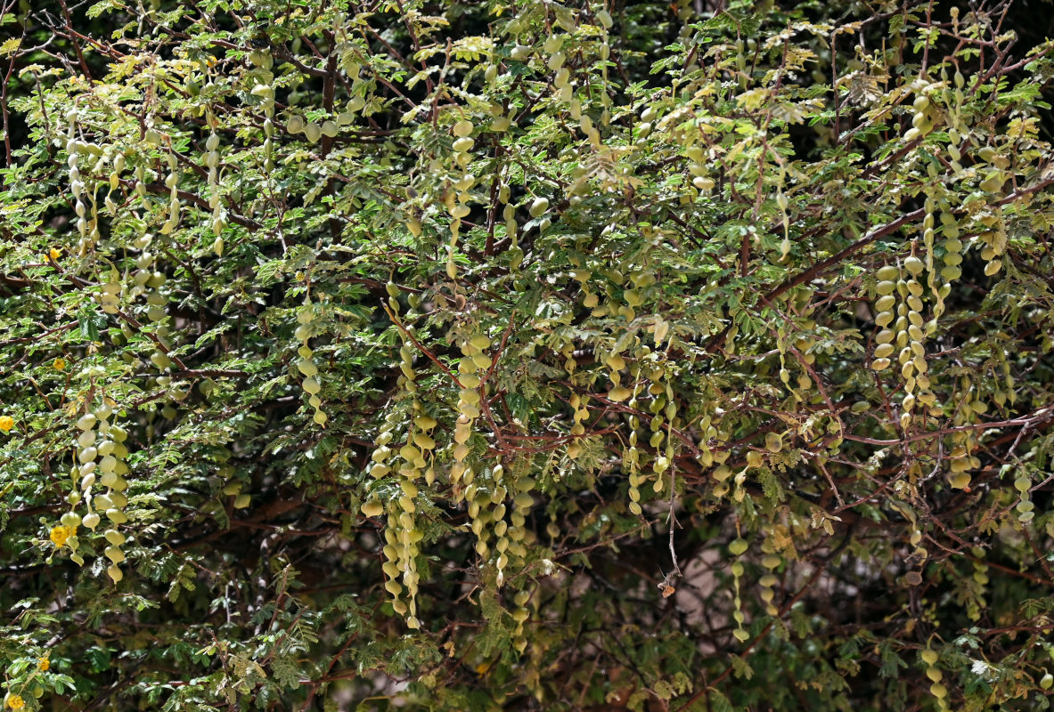 Изображение особи Vachellia nilotica.