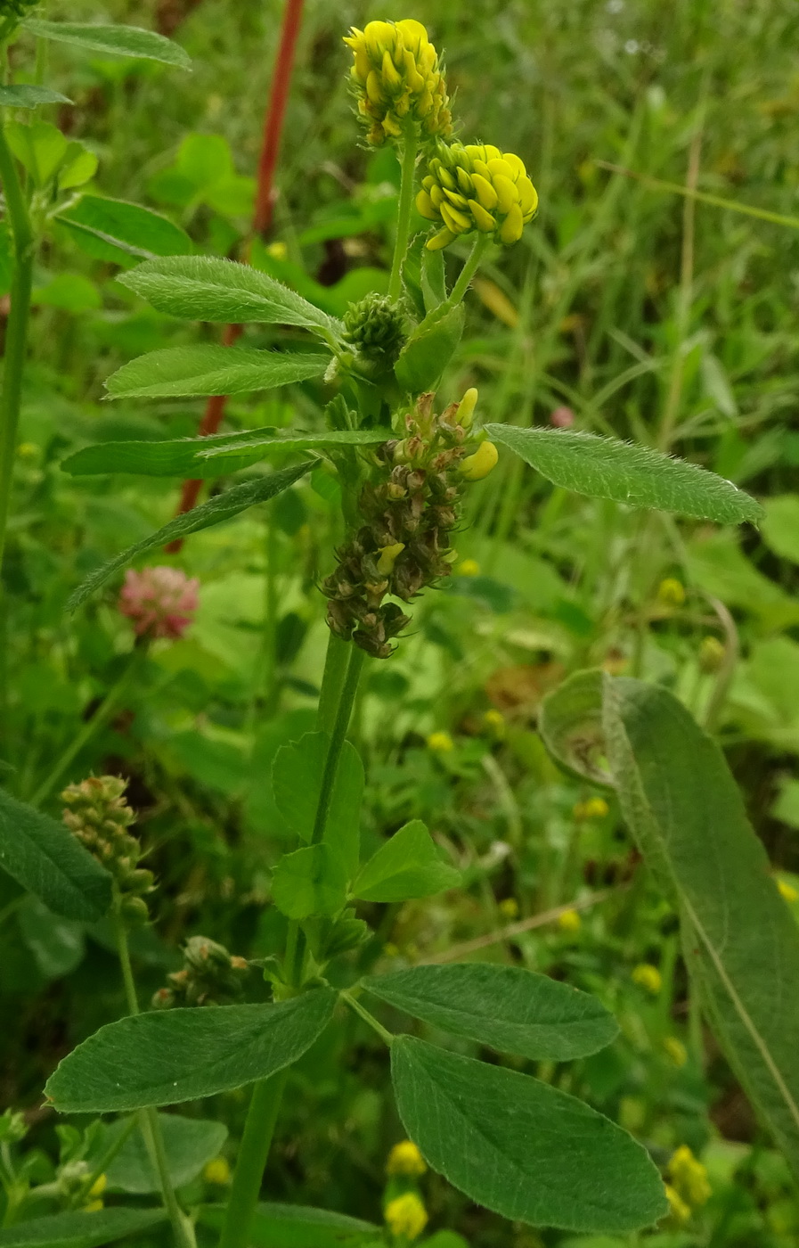 Image of Medicago lupulina specimen.