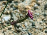 Silene microphylla