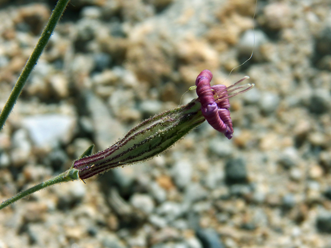 Изображение особи Silene microphylla.