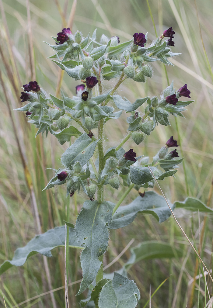 Image of Nonea rossica specimen.