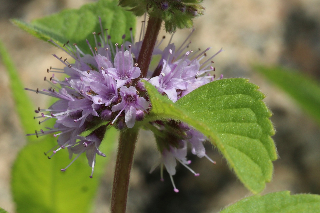 Image of Mentha arvensis specimen.