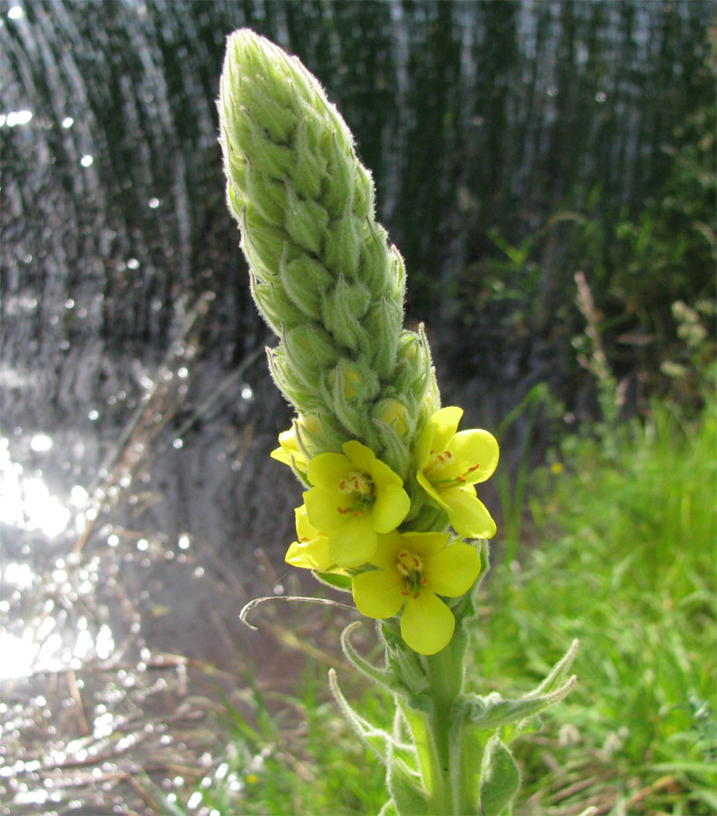 Image of Verbascum thapsus specimen.