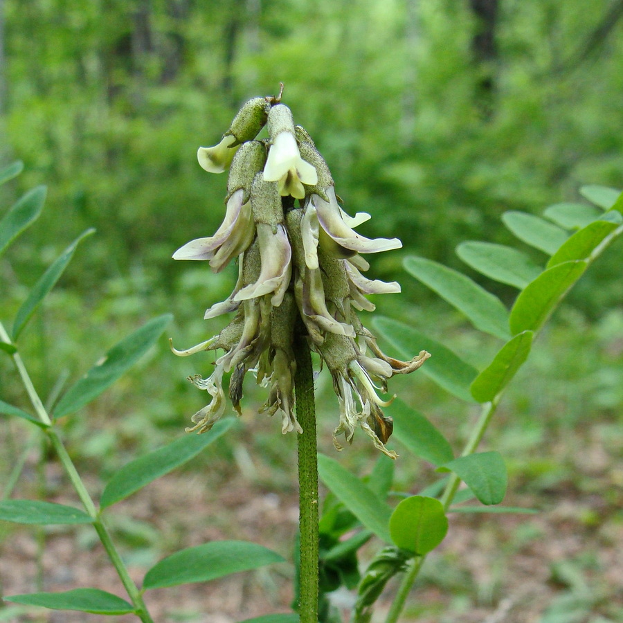 Изображение особи Astragalus schelichowii.