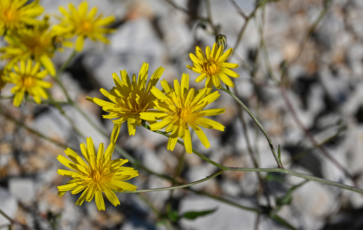 Image of Crepis sonchifolia specimen.