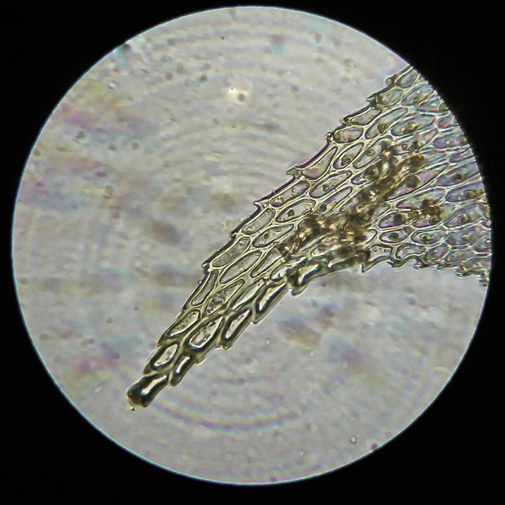 Image of Thuidium recognitum specimen.