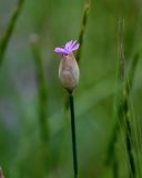 Petrorhagia prolifera. Цветок. Грузия, Самцхе-Джавахети, окр. крепости Ацкури, луг. 12.06.2023.