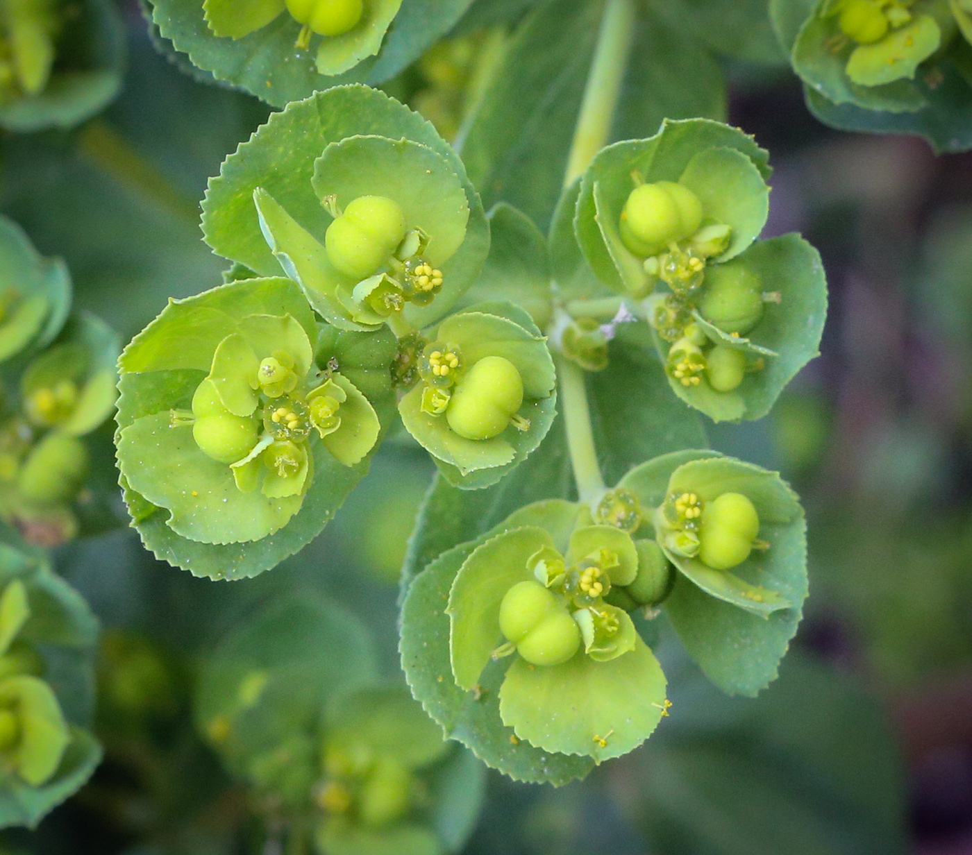 Изображение особи Euphorbia helioscopia.