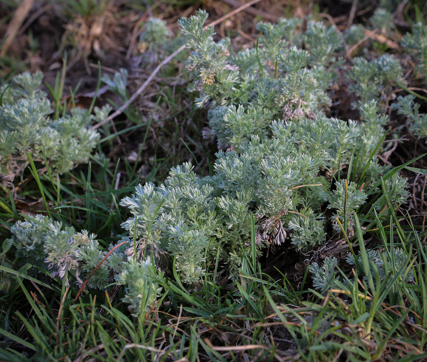 Изображение особи Artemisia austriaca.