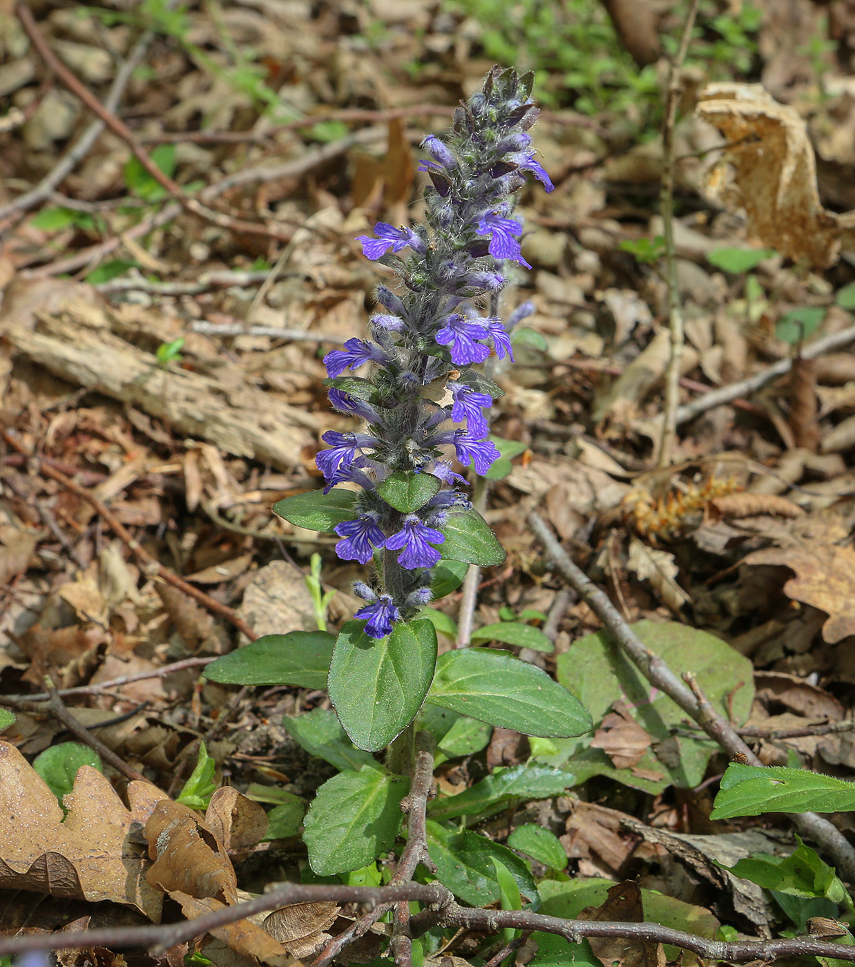 Изображение особи Ajuga reptans.