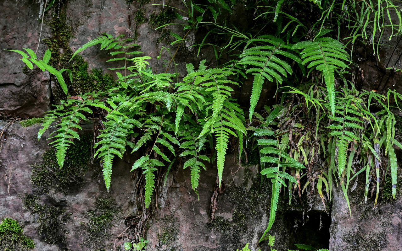 Image of Cyclosorus interruptus specimen.