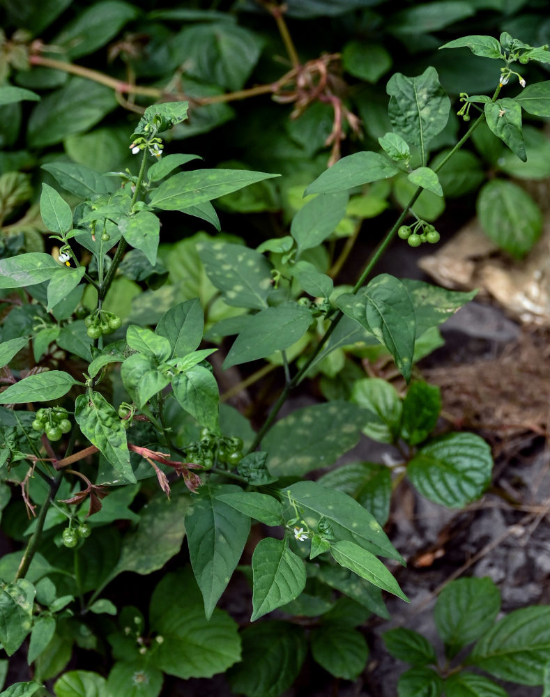 Изображение особи род Solanum.