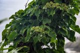 Hydrangea petiolaris. Верхушки побегов с отцветающими соцветиями и формирующимися плодами. Курильские о-ва, о-в Итуруп, долина р. Водопадная, опушка широколиственного леса, на стволе Betula. 17.08.2023.