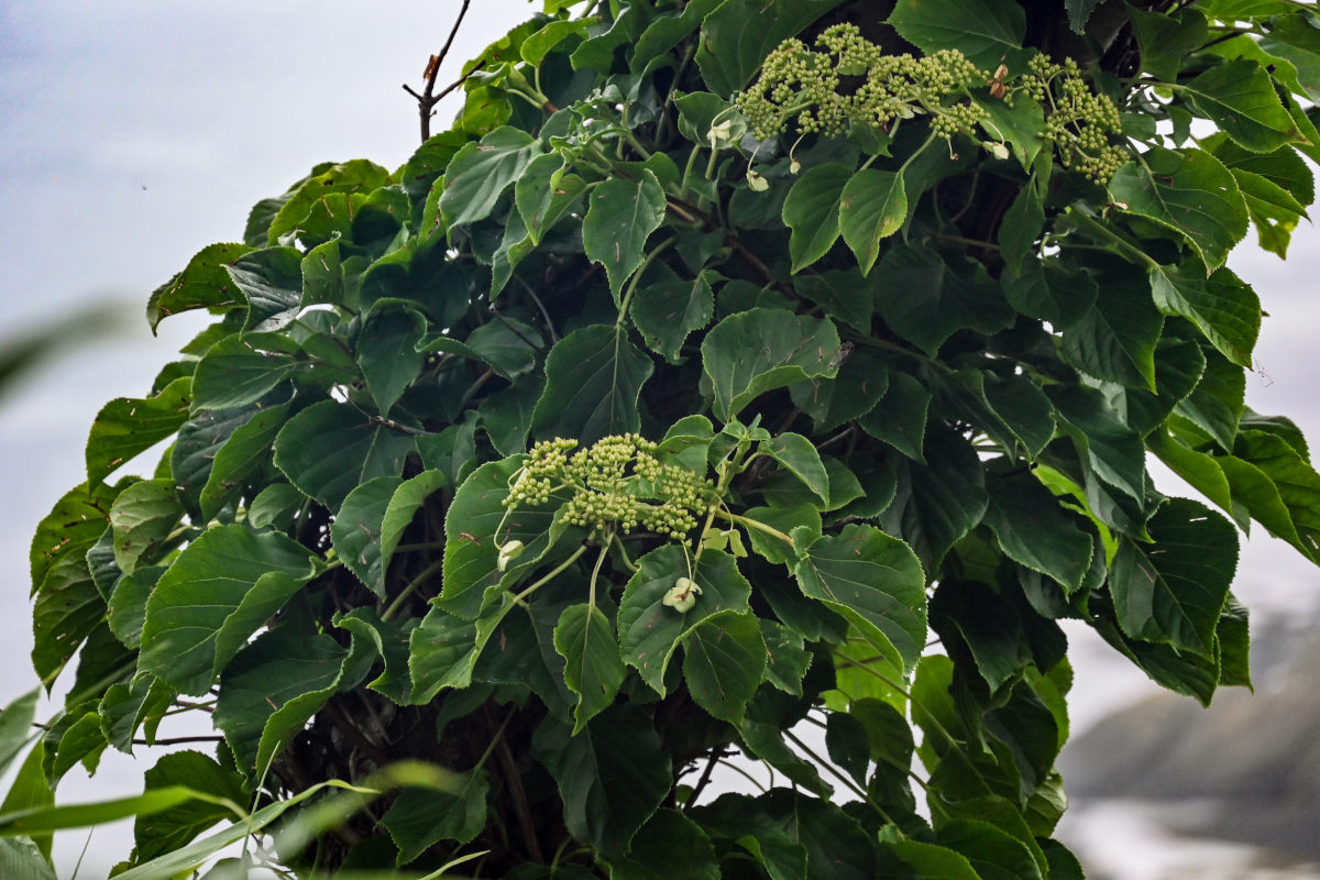 Image of Hydrangea petiolaris specimen.