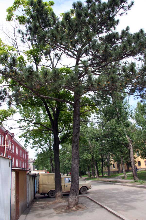 Image of Pinus nigra specimen.