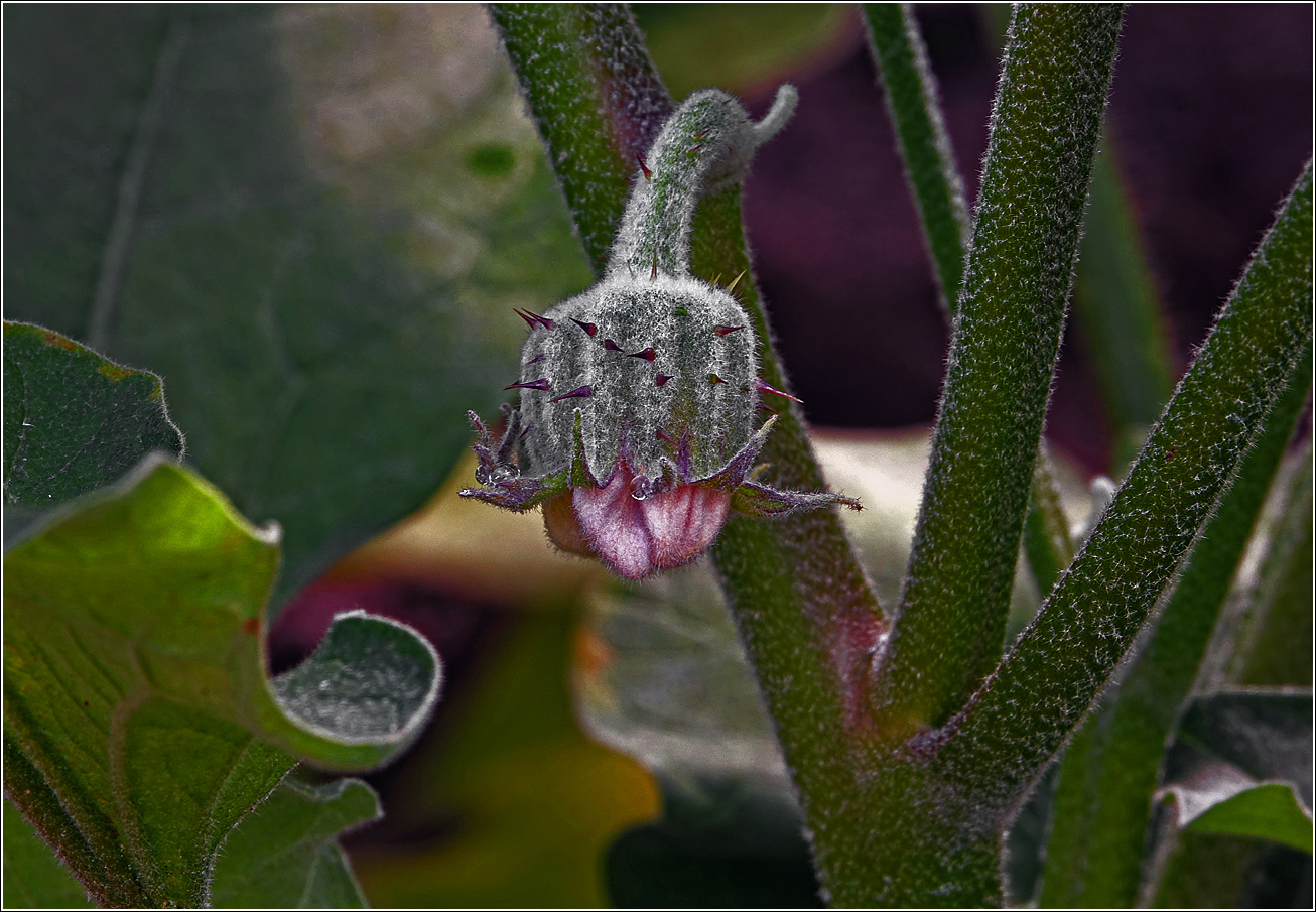 Image of Solanum melongena specimen.