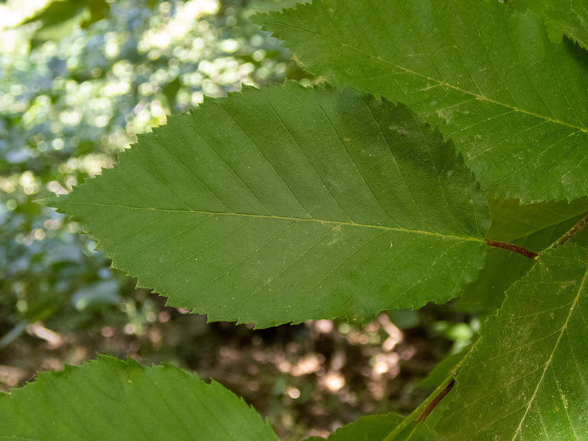 Изображение особи Carpinus betulus.