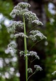 Valeriana officinalis