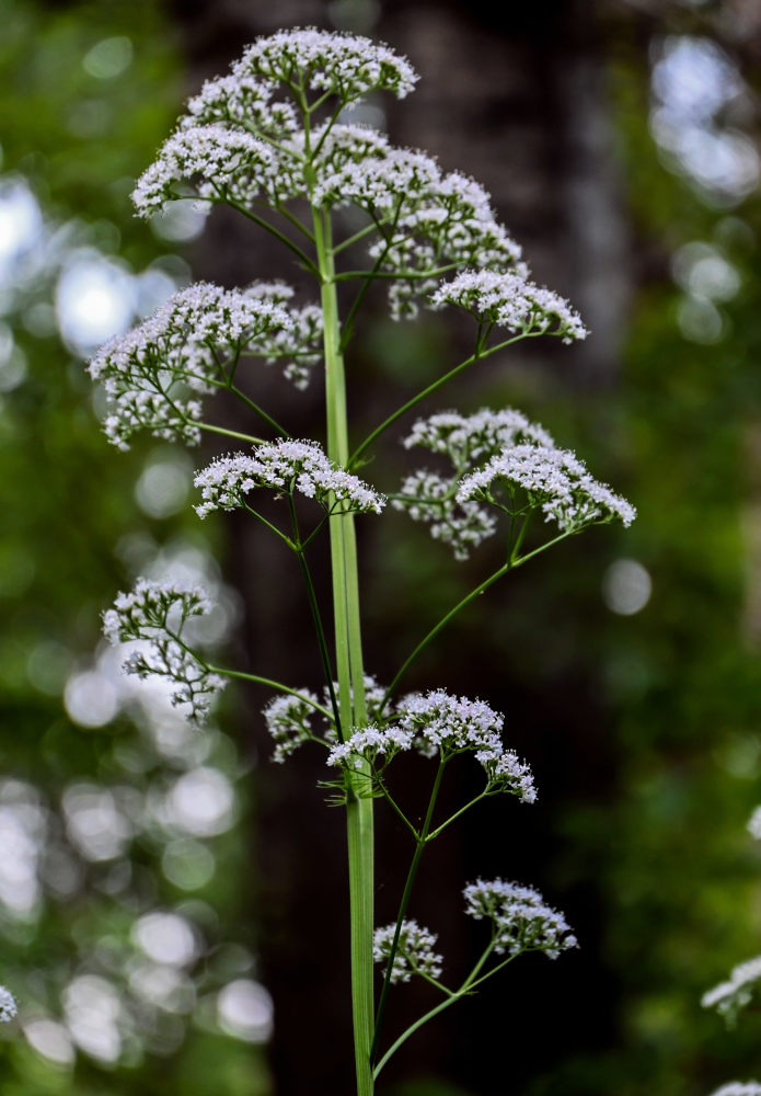 Image of Valeriana officinalis specimen.