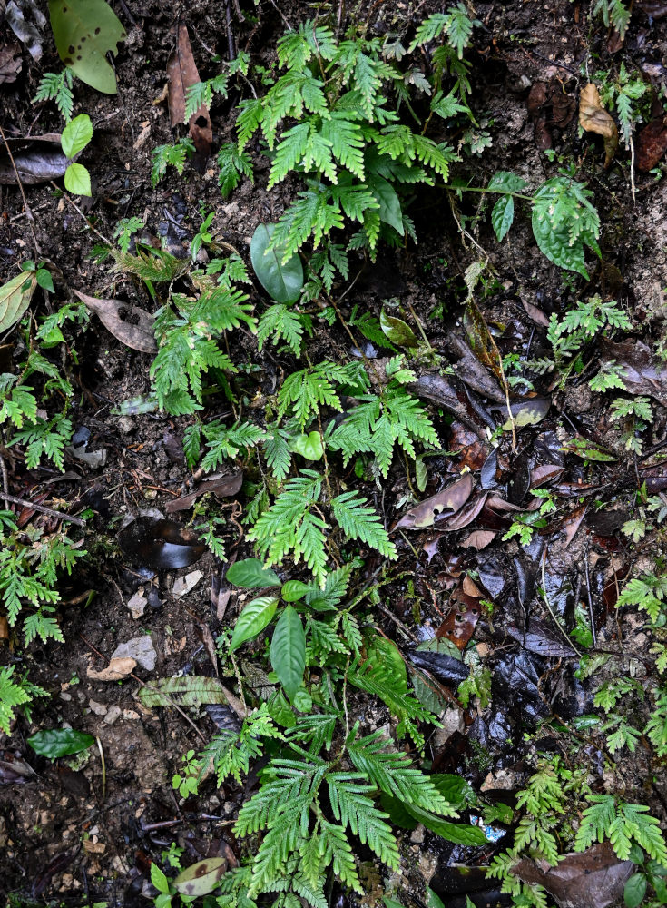 Image of Selaginella delicatula specimen.