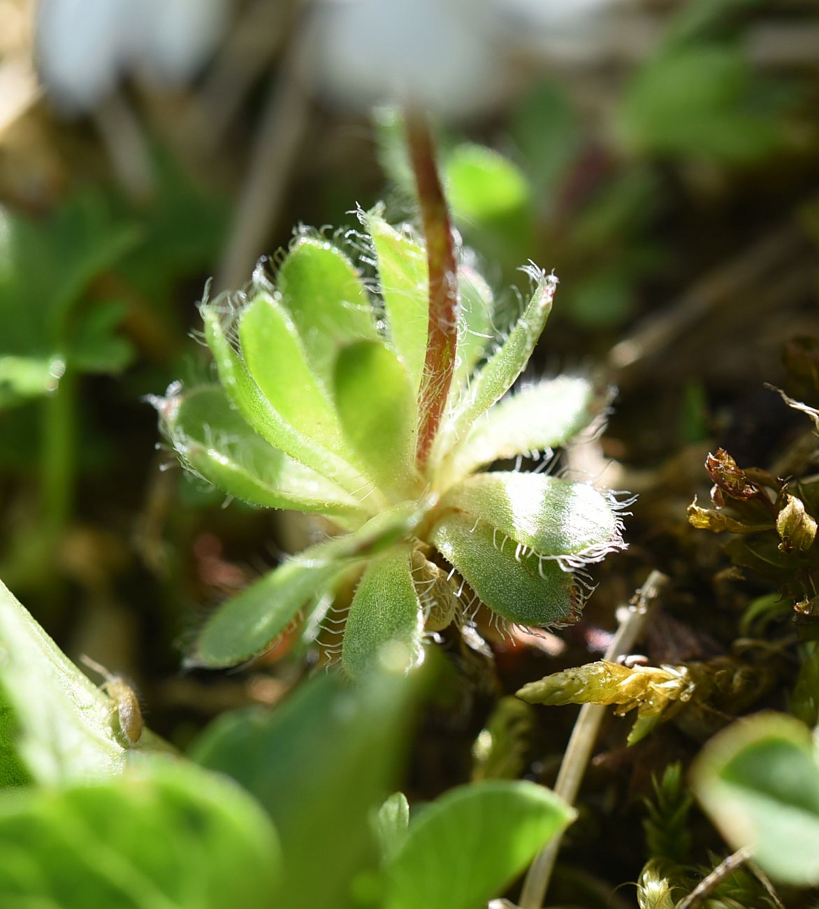 Image of Androsace barbulata specimen.