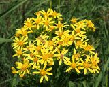 Senecio sarracenicus. Общее соцветие (вид сверху). Ульяновская обл., Мелекесский р-н, пойма р. Бирля, заросшая ивой и тростником прибрежная часть пруда. 05.08.2023.