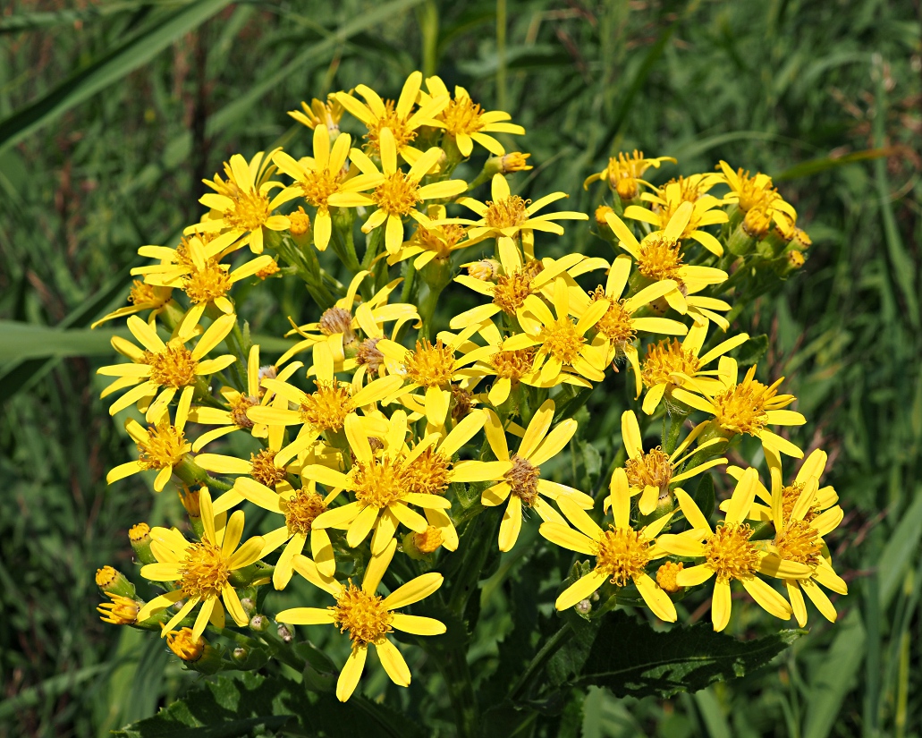 Image of Senecio sarracenicus specimen.