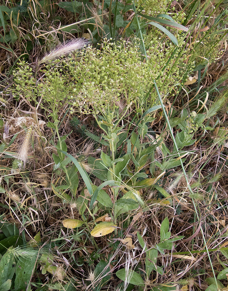 Image of Cardaria draba specimen.