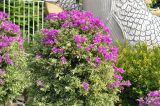 genus Bougainvillea