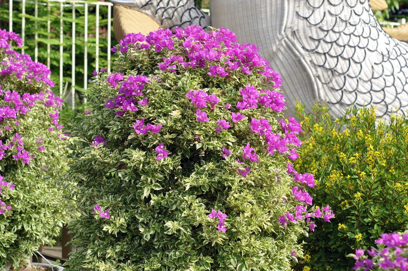 Image of genus Bougainvillea specimen.