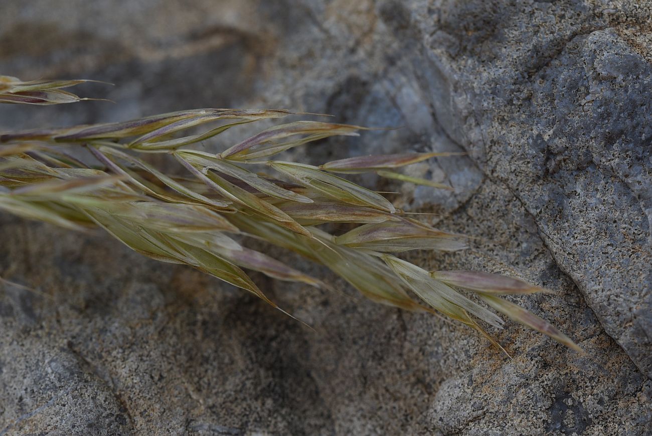 Image of familia Poaceae specimen.