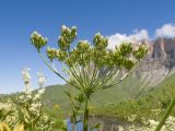 Heracleum sibiricum. Верхушка побега с недозрелым соплодием. Кабардино-Балкария, Черекский р-н, окр. с/п Верхняя Балкария, северо-западный склон горы Айдарука-Цырт, ≈ 2200 м н.у.м., субальпийский луг, близ карстового озера. 29.07.2024.